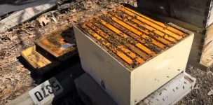 Beekeeping.webp
