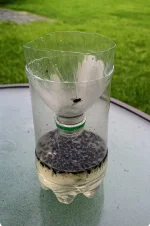 Making Fly Traps.webp