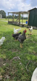 20240723_123550-473x1024.webp 20240723_123550-473x1024.webp